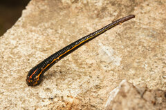 Chtonobdella limbata