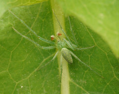 Araneus talipedatus
