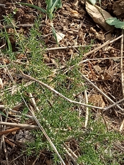 Asparagus acutifolius