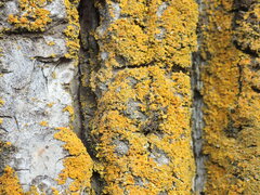 Xanthomendoza ulophyllodes