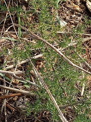 Asparagus acutifolius