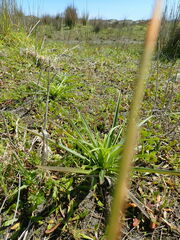 Lilium formosanum