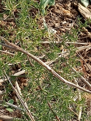 Asparagus acutifolius