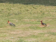 Upupa epops africana