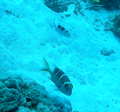 Monotaxis grandoculis