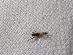 Episinus