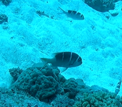 Monotaxis grandoculis