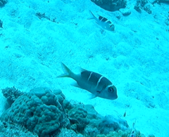 Monotaxis grandoculis