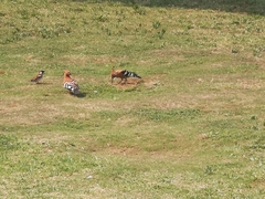 Upupa epops africana