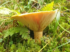 Lactarius scrobiculatus