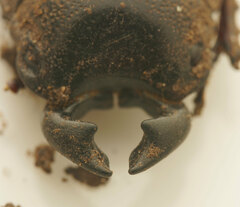 Lissapterus grammicus