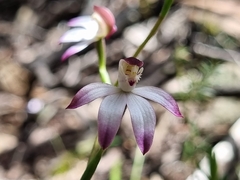 Caladenia moschata