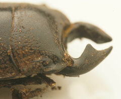 Lissapterus grammicus