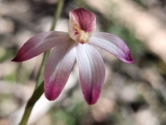 Caladenia moschata