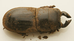 Lissapterus grammicus