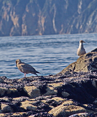 Larus schistisagus