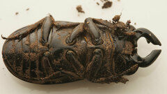 Lissapterus grammicus