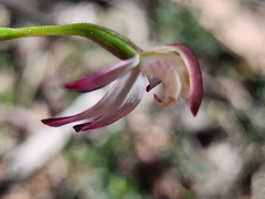 Caladenia moschata