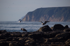 Larus schistisagus