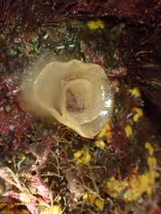 Dendrodoris