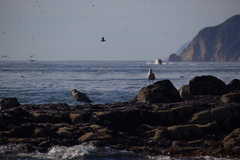 Larus schistisagus