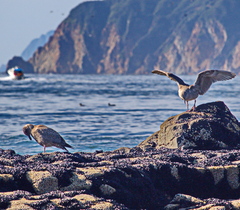 Larus schistisagus