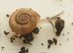 Elsothera sericatula