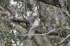 Philemon corniculatus