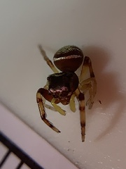 Zygoballus rufipes