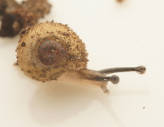 Austrochloritis abrotonus