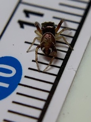 Zygoballus rufipes