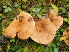 Lactarius scrobiculatus
