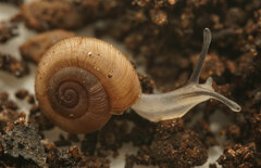 Elsothera sericatula