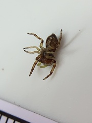 Zygoballus rufipes