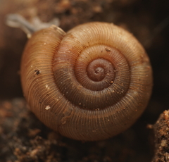 Elsothera sericatula