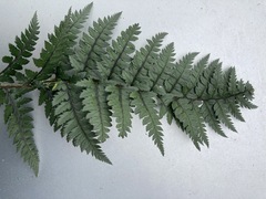 Polystichum neozelandicum