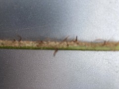 Polystichum neozelandicum