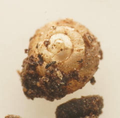 Iotula microcosmos