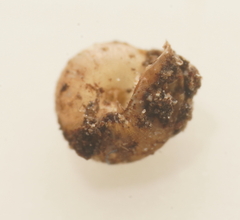 Iotula microcosmos