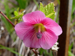Anisodontea capensis