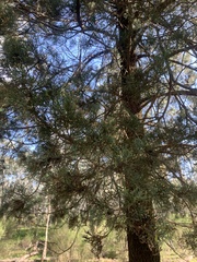 Callitris glaucophylla