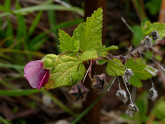 Anisodontea capensis