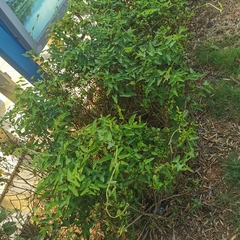 Aristolochia debilis