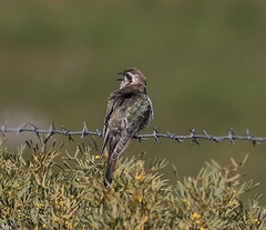Chrysococcyx basalis