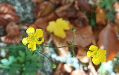 Ranunculus acris