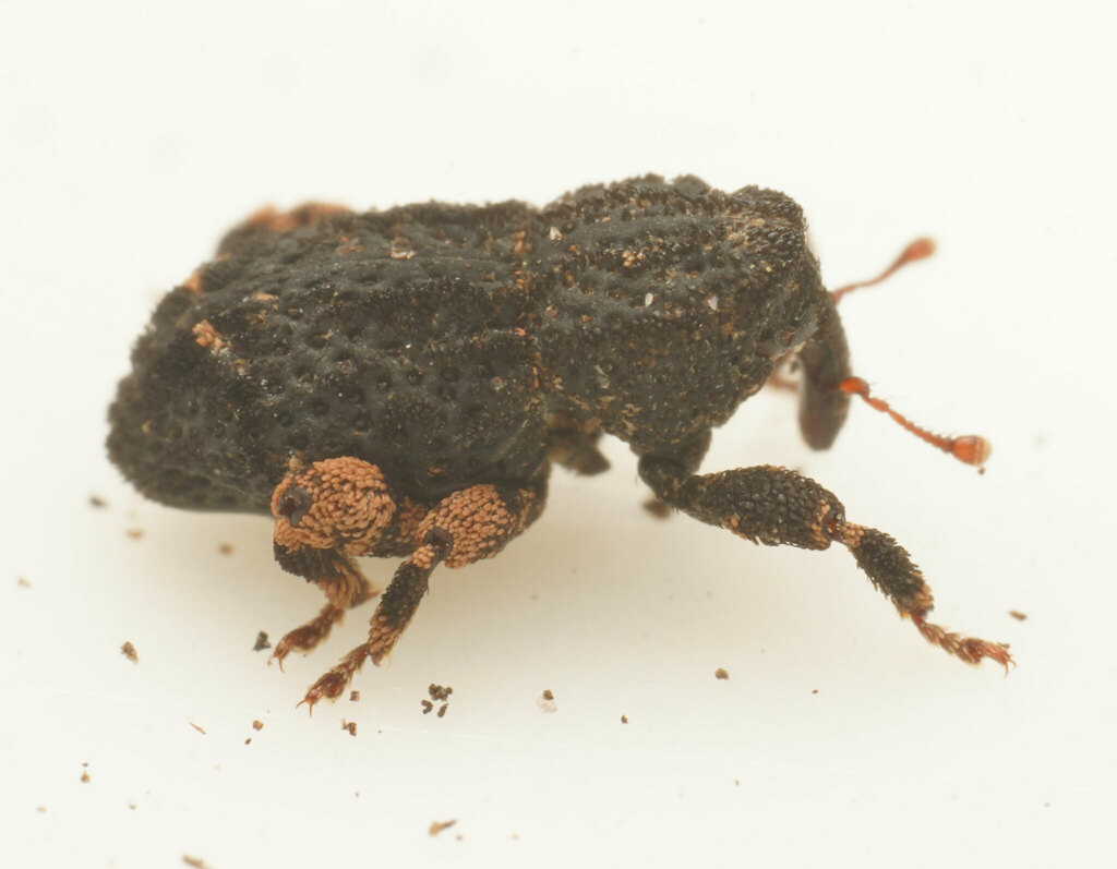 Poropterus crassipes