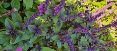 Ocimum kilimandscharicum