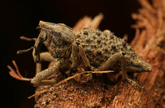 Poropterus ellipticus