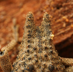 Poropterus ellipticus