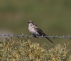 Chrysococcyx basalis